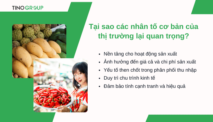 tai-sao-cac-nhan-to-co-ban-cua-thi-truong-lai-quan-trong